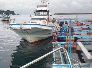 平成17年 マダイ放流