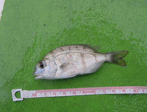 平成17年 マダイ放流