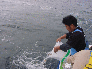 平成17年 マダイ放流