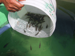 平成20年 カサゴ放流