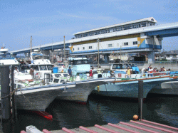 平成20年 カサゴ放流