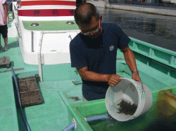 平成20年 カサゴ放流