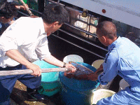 平成12年 カサゴ放流