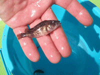 平成13年 カサゴ放流