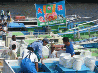 平成21年 メバル放流