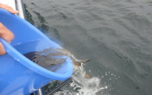 平成22年 メバル放流