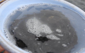 平成22年 メバル放流