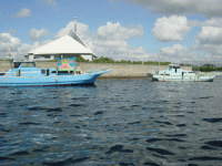 平成23年 カサゴ放流