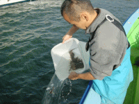 平成24年 カサゴ放流