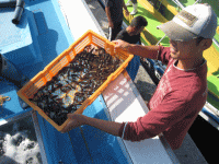 平成25年 カサゴ放流