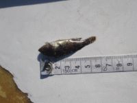 平成25年 カサゴ放流