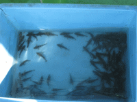 平成25年 カサゴ放流