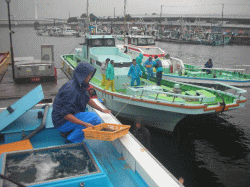 平成27年 メバル放流