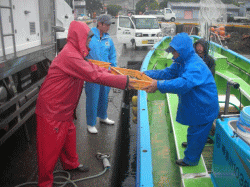 平成27年 メバル放流