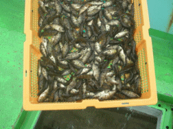 平成27年 メバル放流