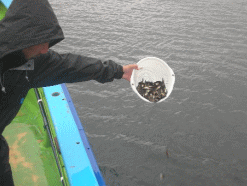 平成27年 メバル放流