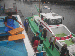 平成28年 メバル放流