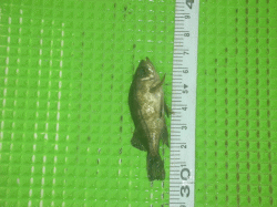 平成28年 メバル放流