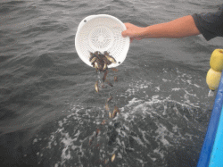 平成28年 メバル放流