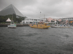 平成28年 メバル放流