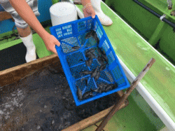 平成29年 ヒラメ放流