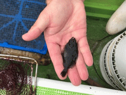 平成29年 ヒラメ放流