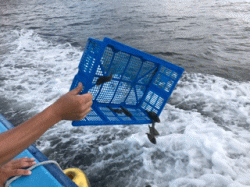 平成29年 ヒラメ放流