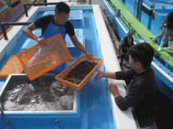 平成30年 カサゴ放流