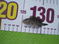 平成30年 カサゴ放流