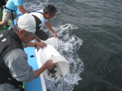 平成30年 カサゴ放流