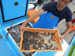 令和元年 ヒラメ放流