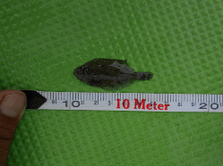 令和元年 ヒラメ放流