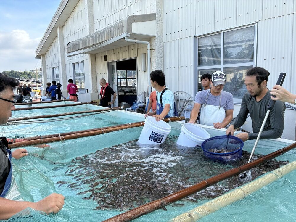 神奈川県栽培漁業協会の水槽から稚魚をすくい上げる様子