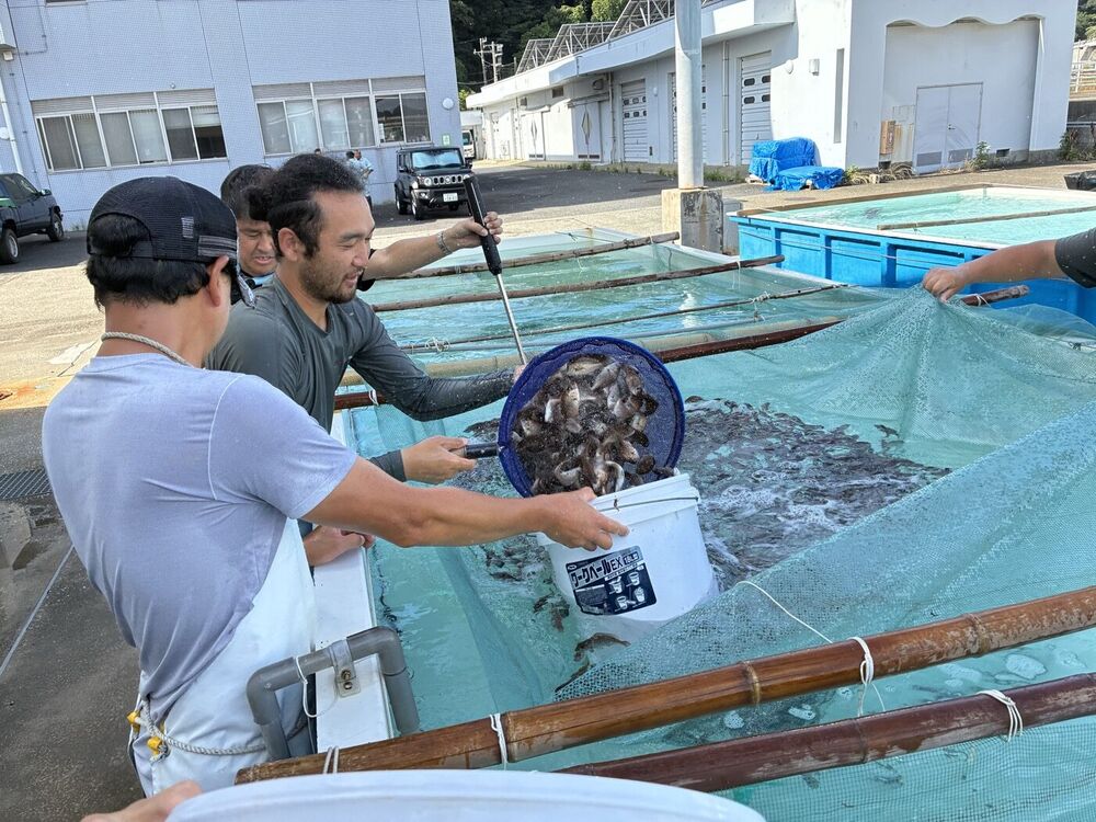 稚魚をバケツに移す様子
