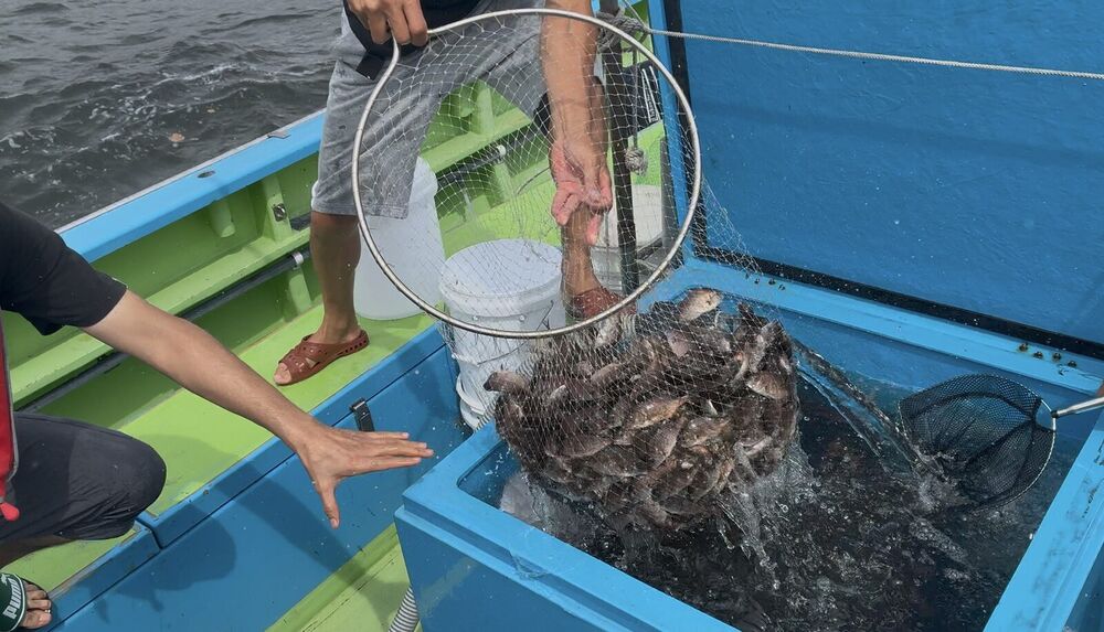たも網で稚魚を船の生簀へ移す様子