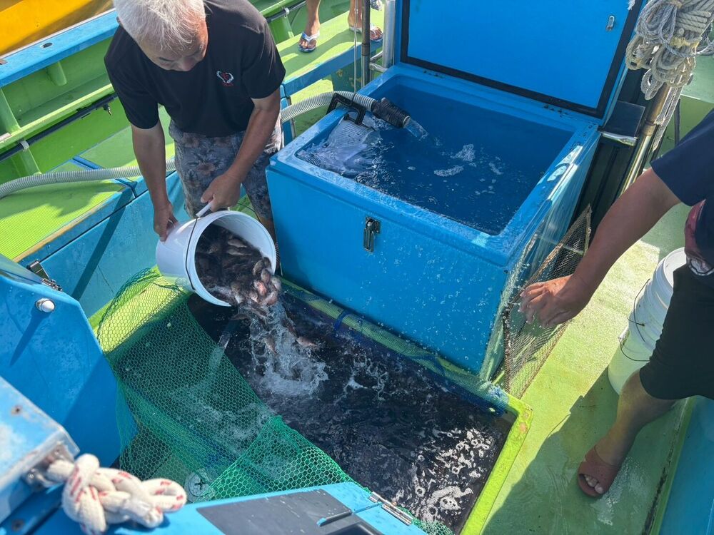 船上の生簀に稚魚を移す様子
