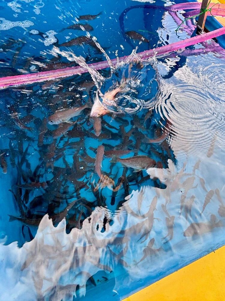 船上の生簀を泳ぐマダイの稚魚