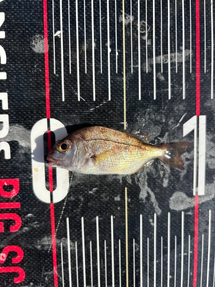 体長約10cmのマダイ稚魚