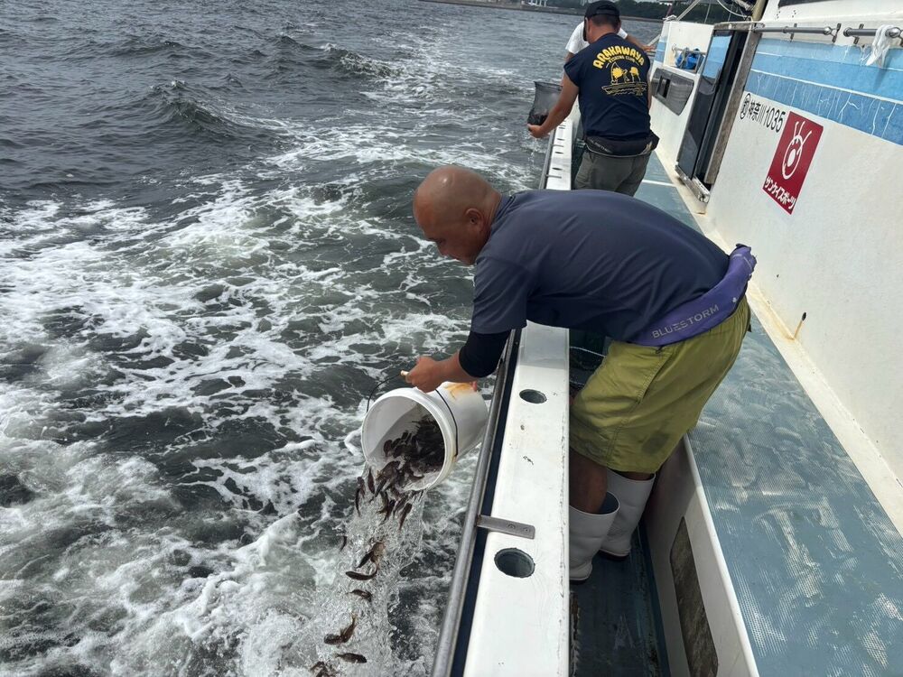 船縁からマダイの稚魚を放流する様子